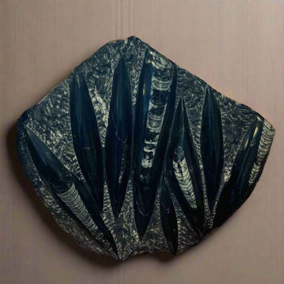 Orthoceras Fossil Plaque