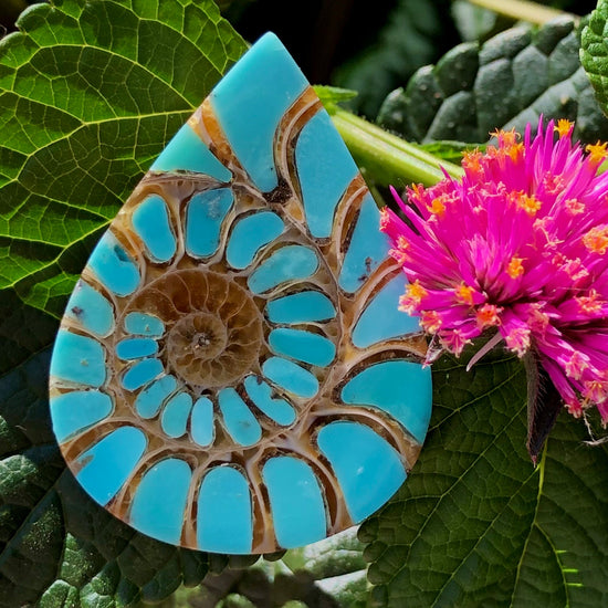 Ammonite with Turquoise Inlay