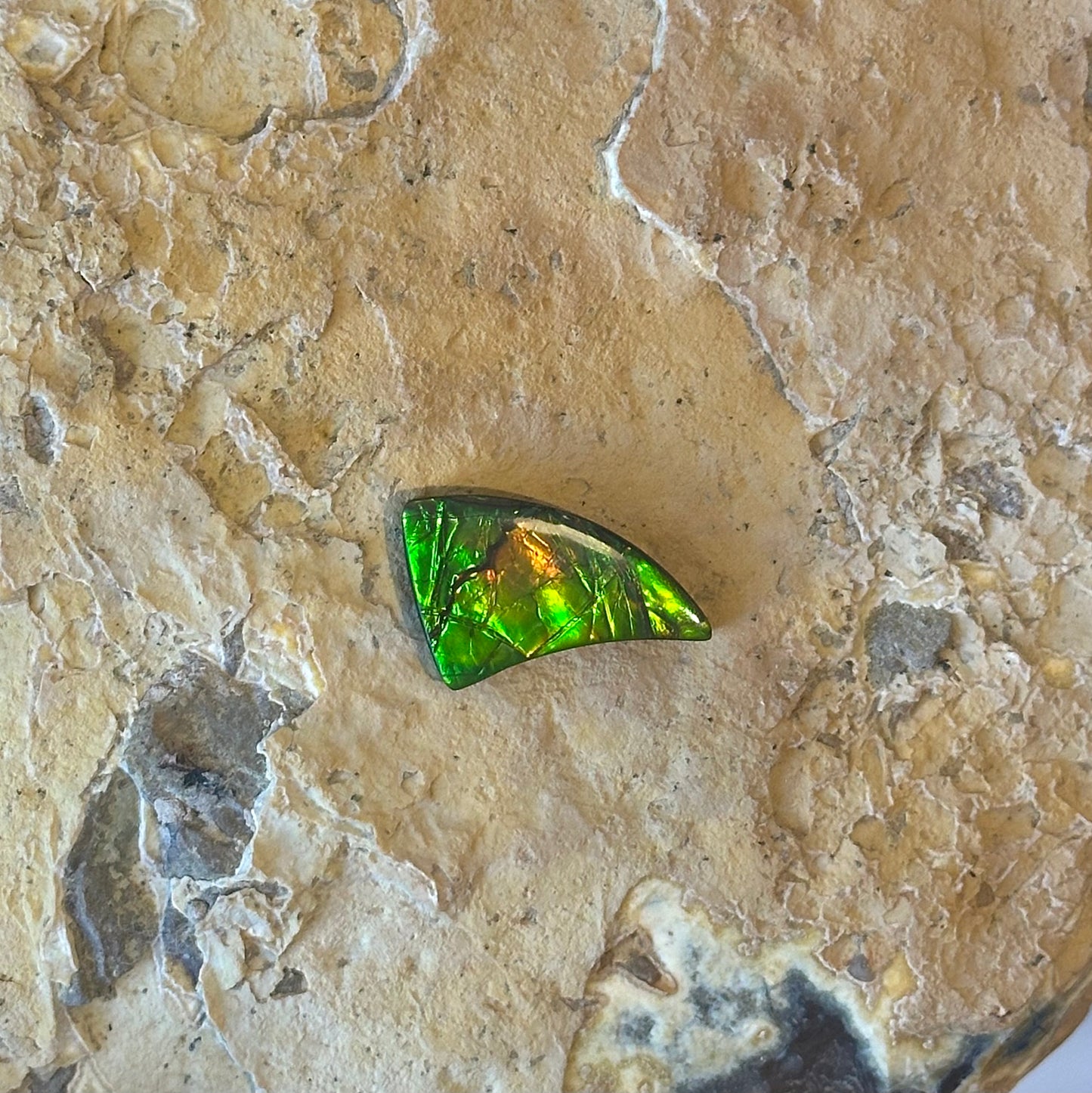 Ammolite