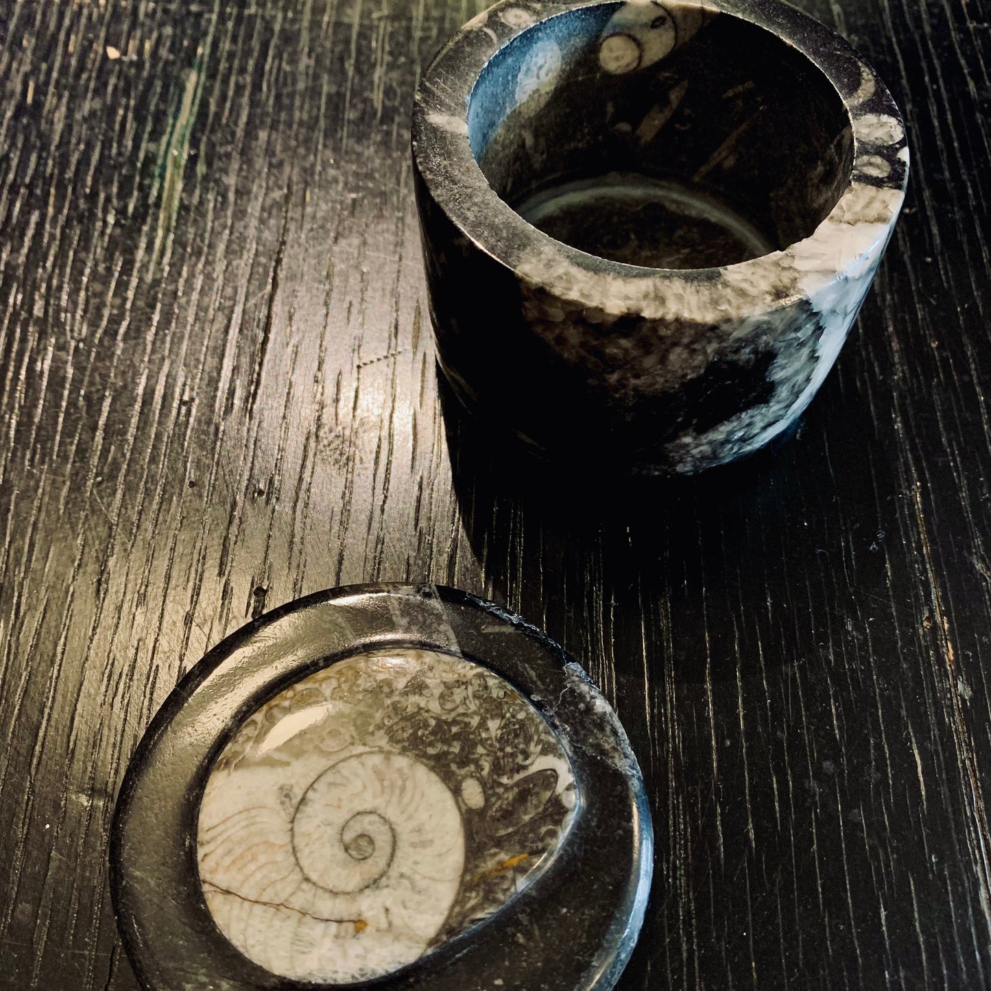 Orthoceras Small Round Box