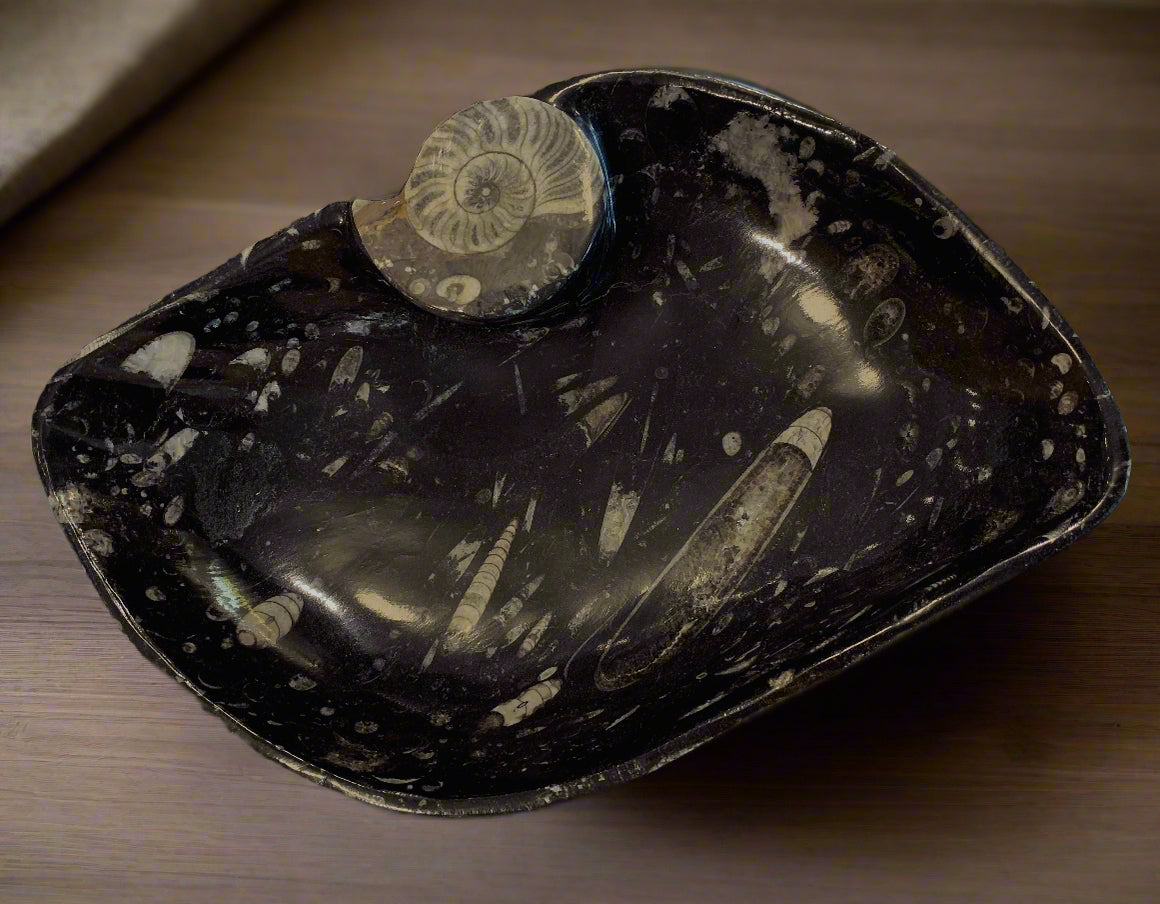 Orthoceras Pointed Oval Bowl