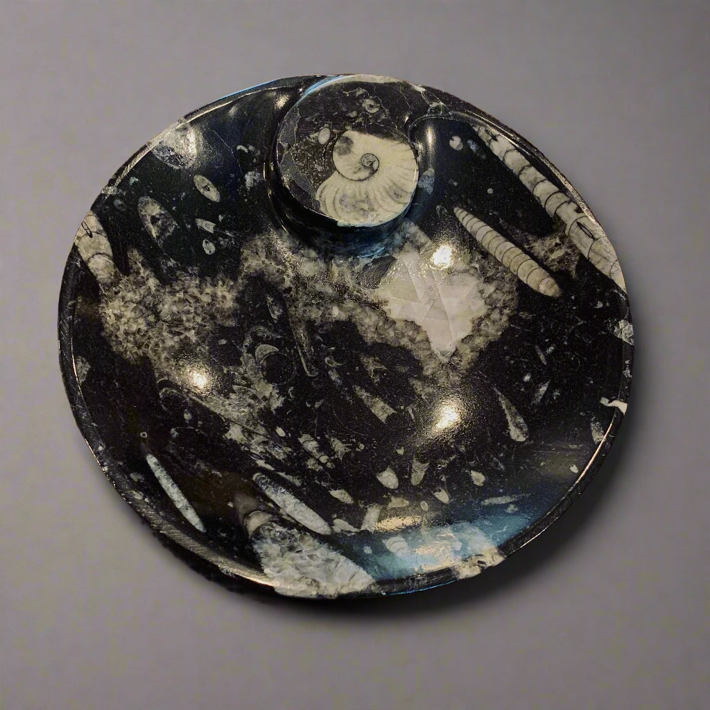 Orthoceras Round Plate