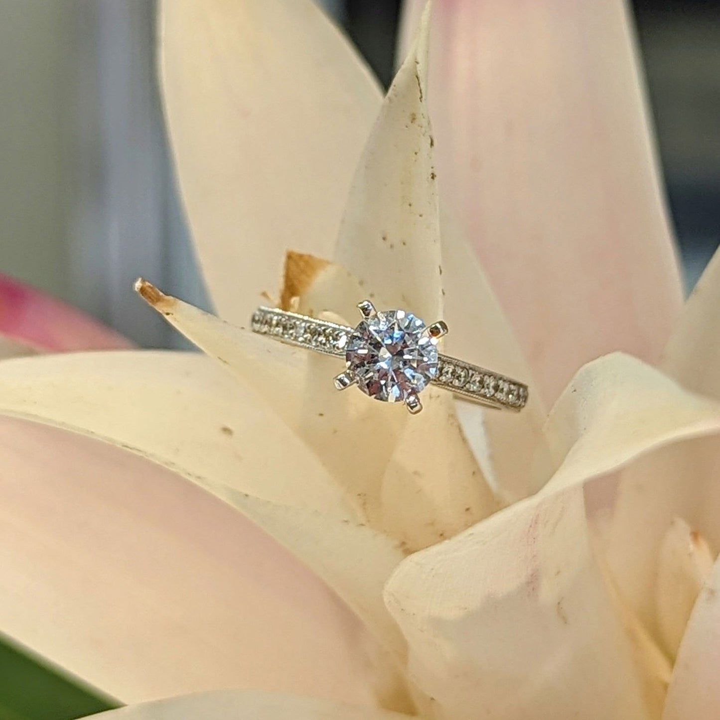 Photo of Accented Milgrain Solitaire in a decorative scene, designed by , available at Plumb Gold & Plumb Silver