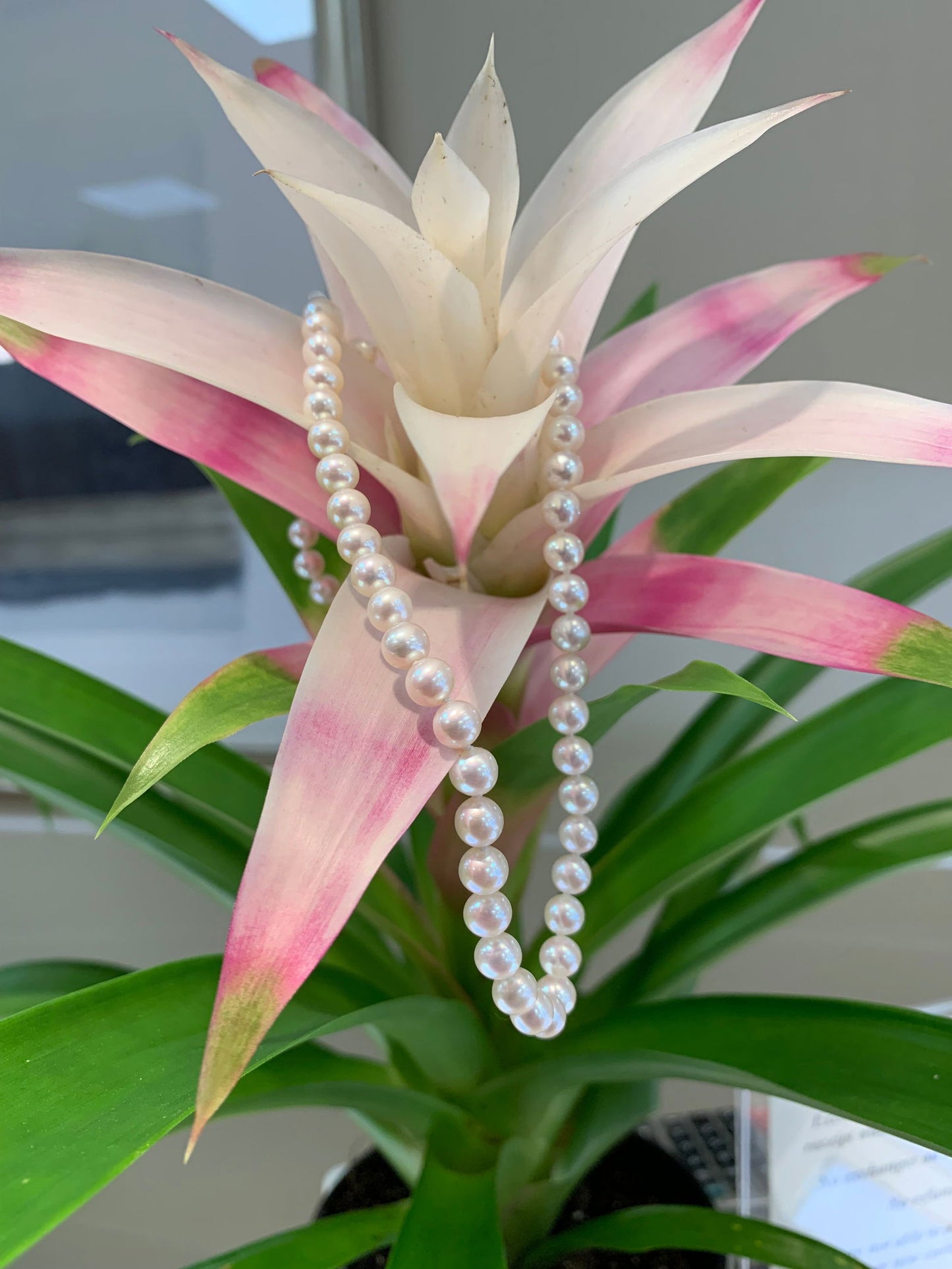 Photo of Freshwater Pearl Necklace in a decorative scene, designed by , available at Plumb Gold & Plumb Silver