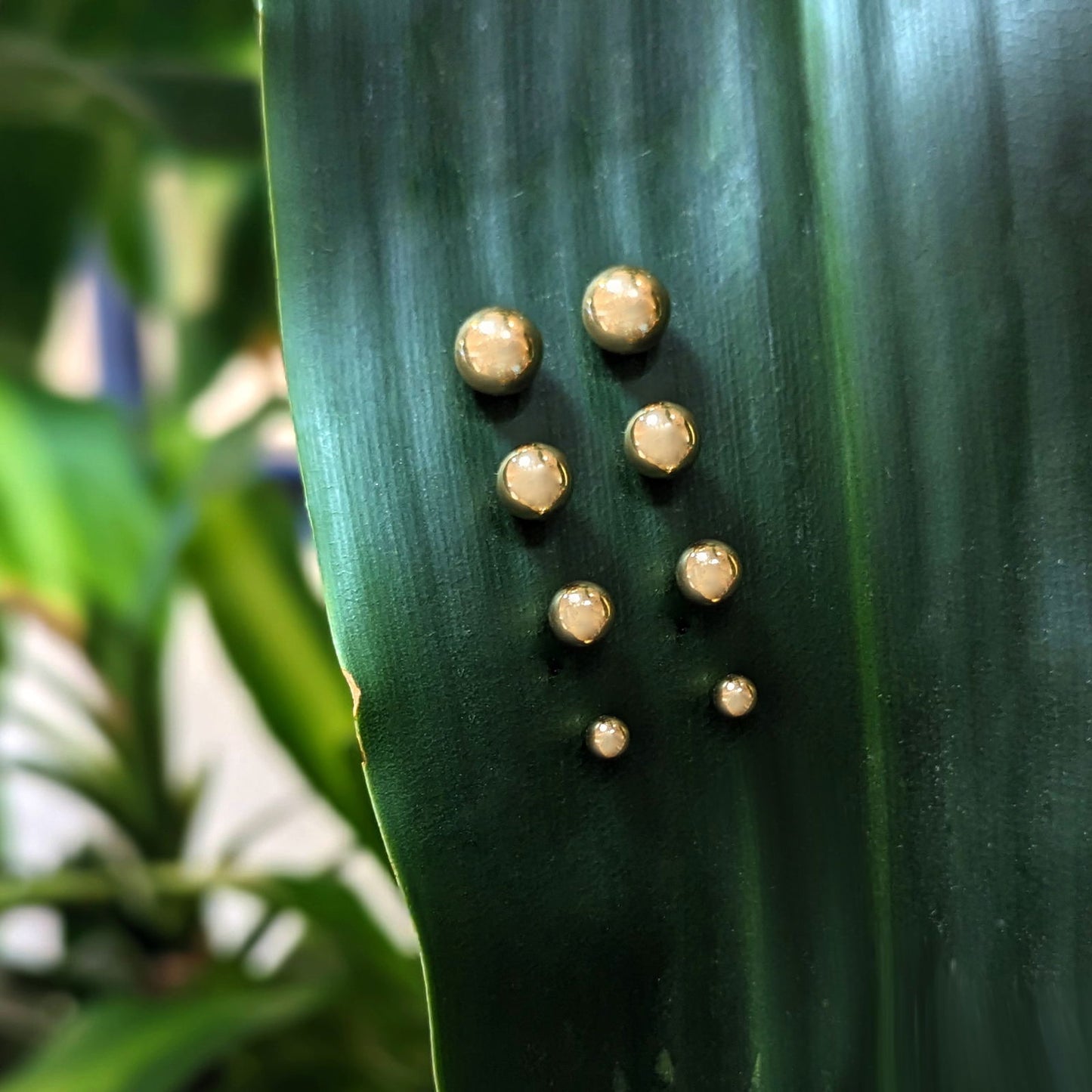 Photo of Light Weight Gold Ball Studs in a decorative scene, designed by , available at Plumb Gold & Plumb Silver