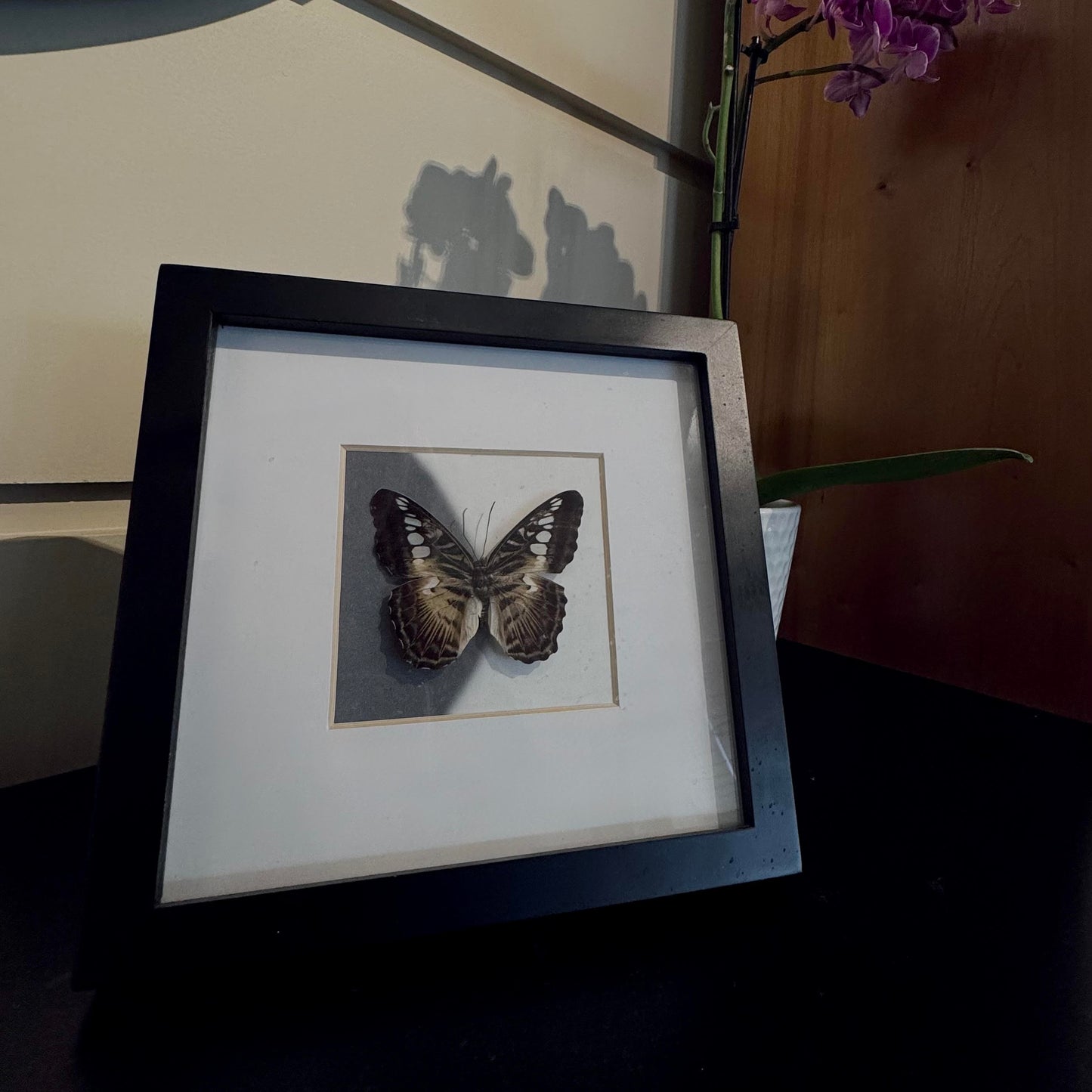 Neutral Preserved Butterfly