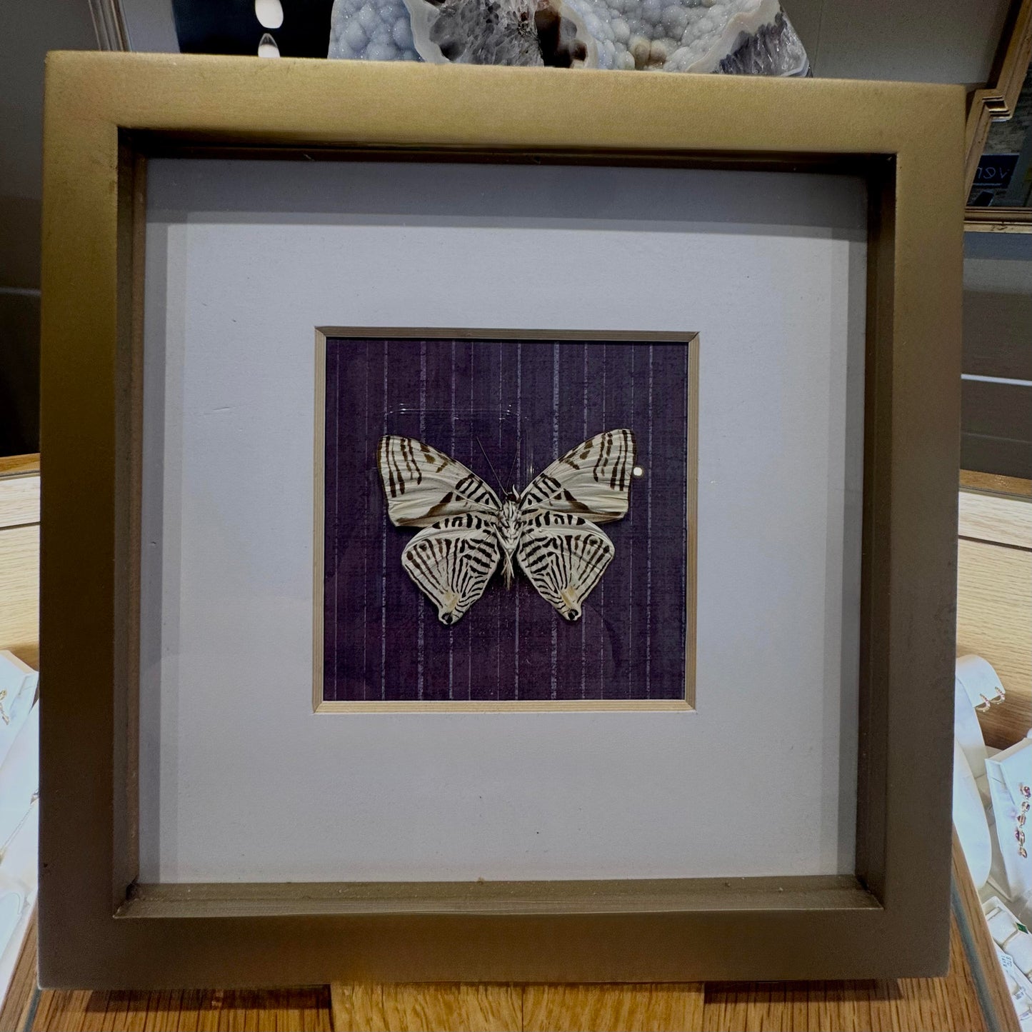 Colobura Dirce Preserved Butterfly