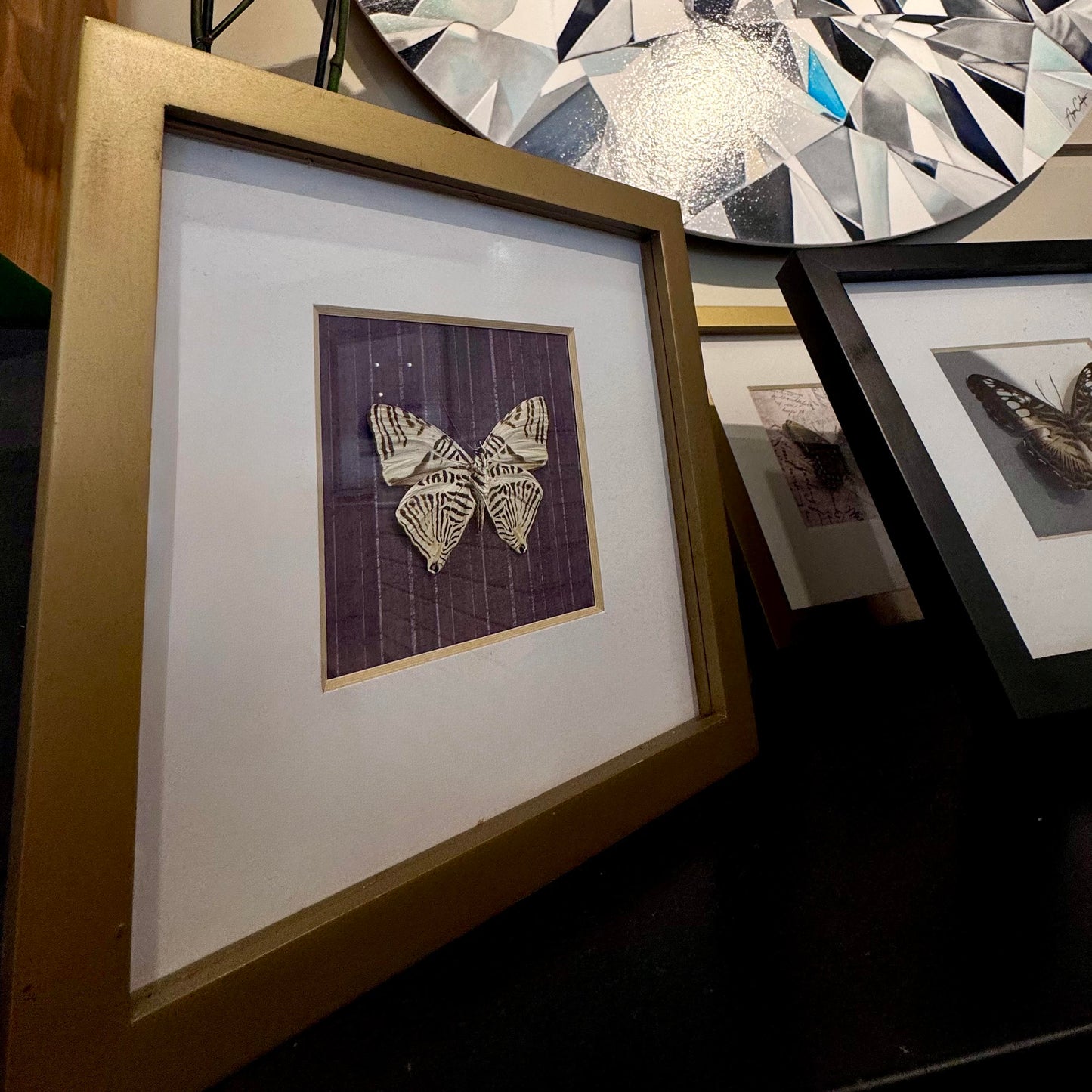 Colobura Dirce Preserved Butterfly