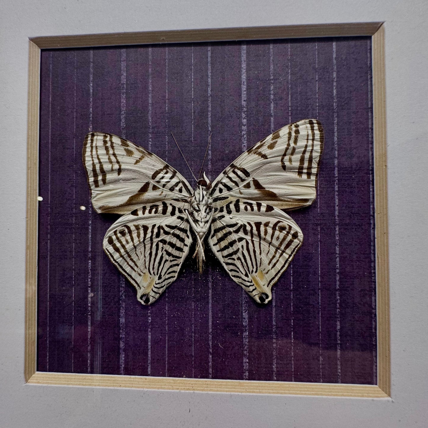 Colobura Dirce Preserved Butterfly